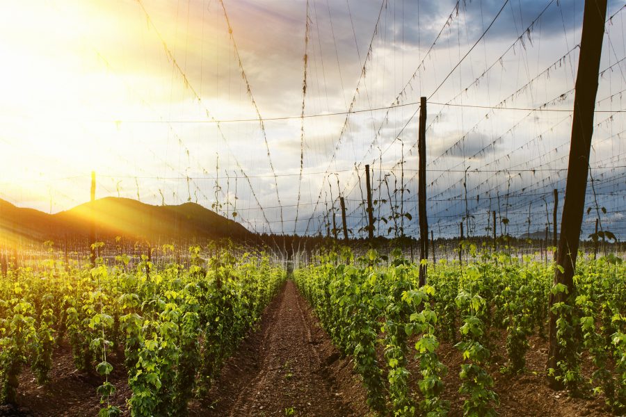 La storia della birra