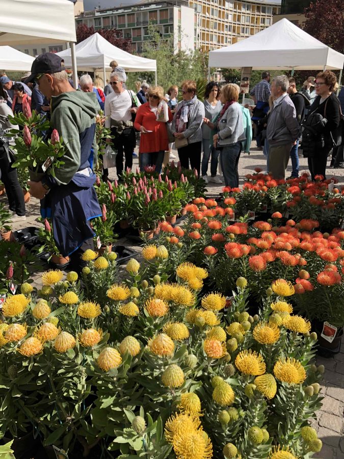 La mia esperienza al Merano Flower Festival