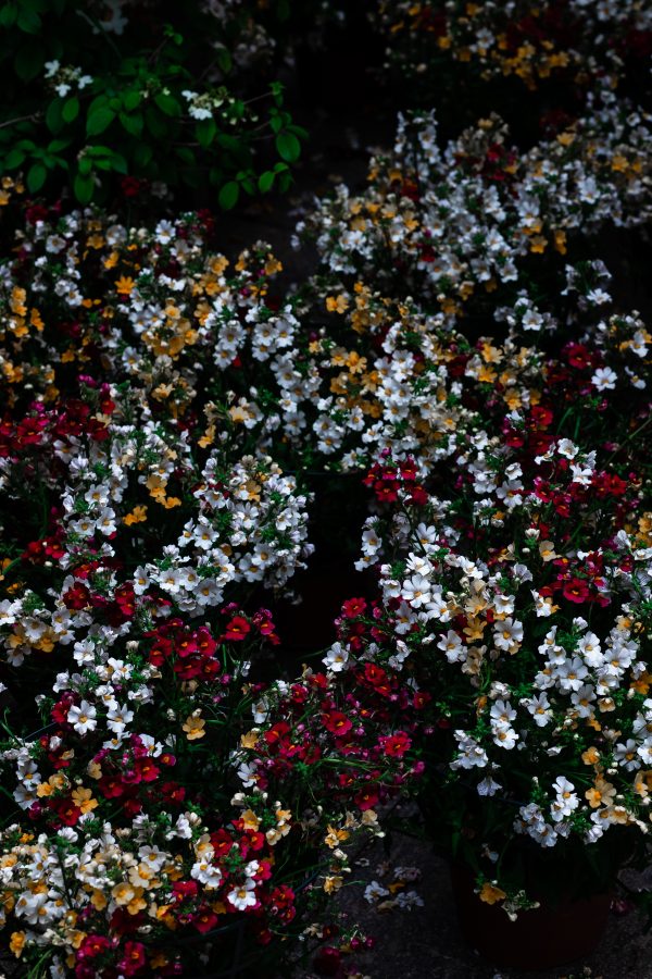 La mia esperienza al Merano Flower Festival