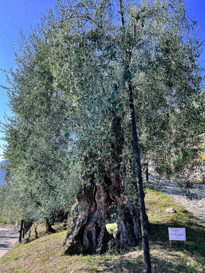 Alla scoperta dell‘oro verde del Garda Trentino: l’olio extravergine d’oliva