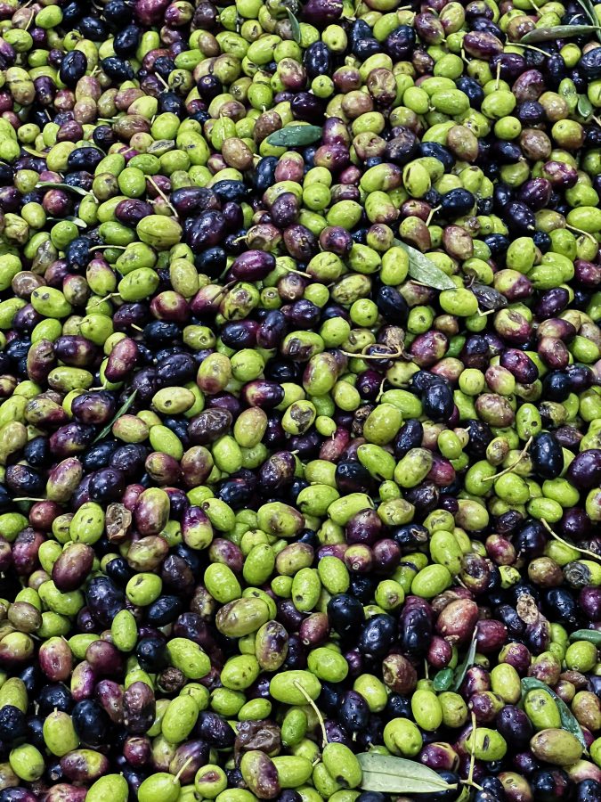 Alla scoperta dell‘oro verde del Garda Trentino: l’olio extravergine d’oliva